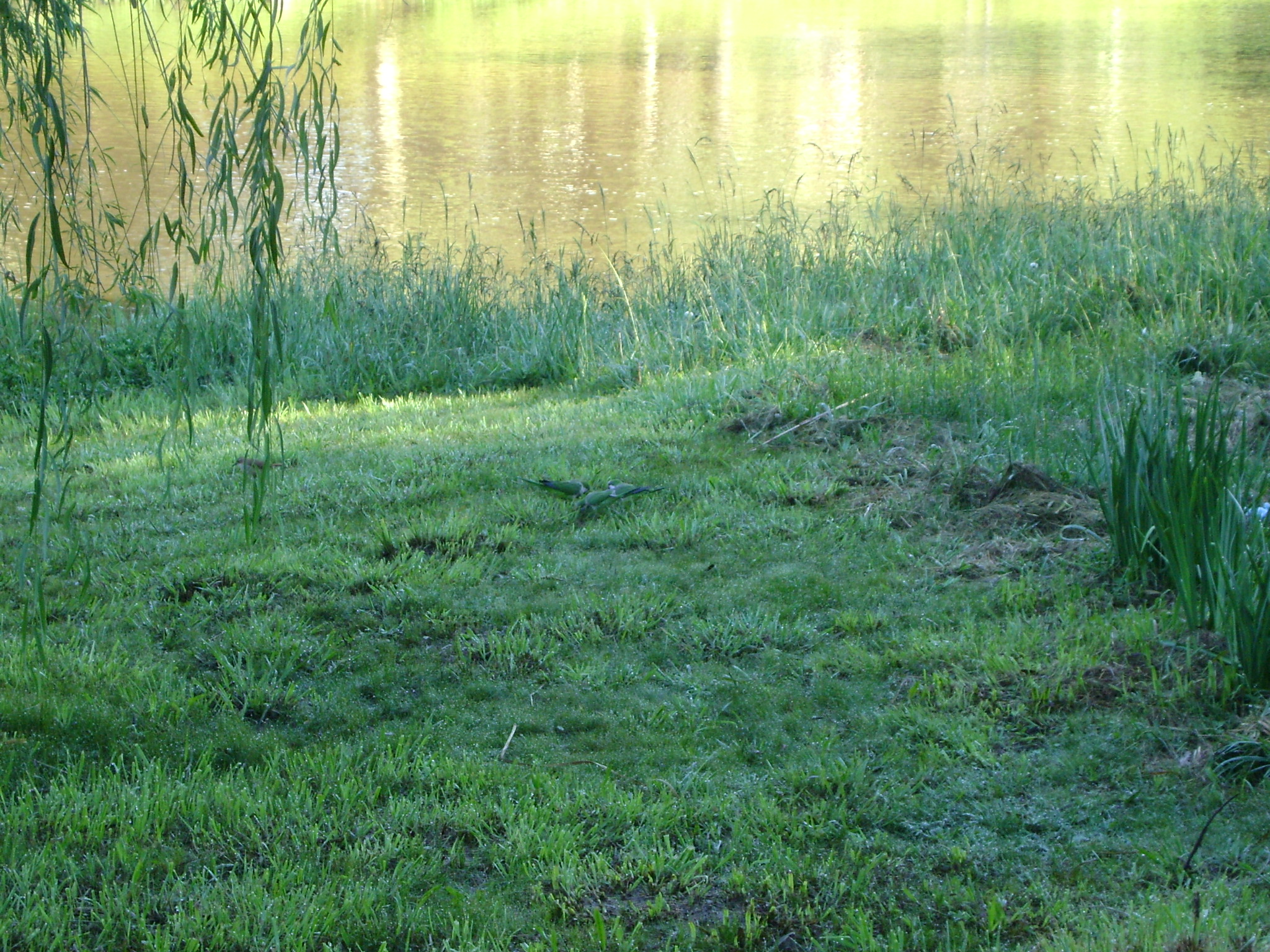 fotos/2011 - Los Reartes/DSC03556.JPG